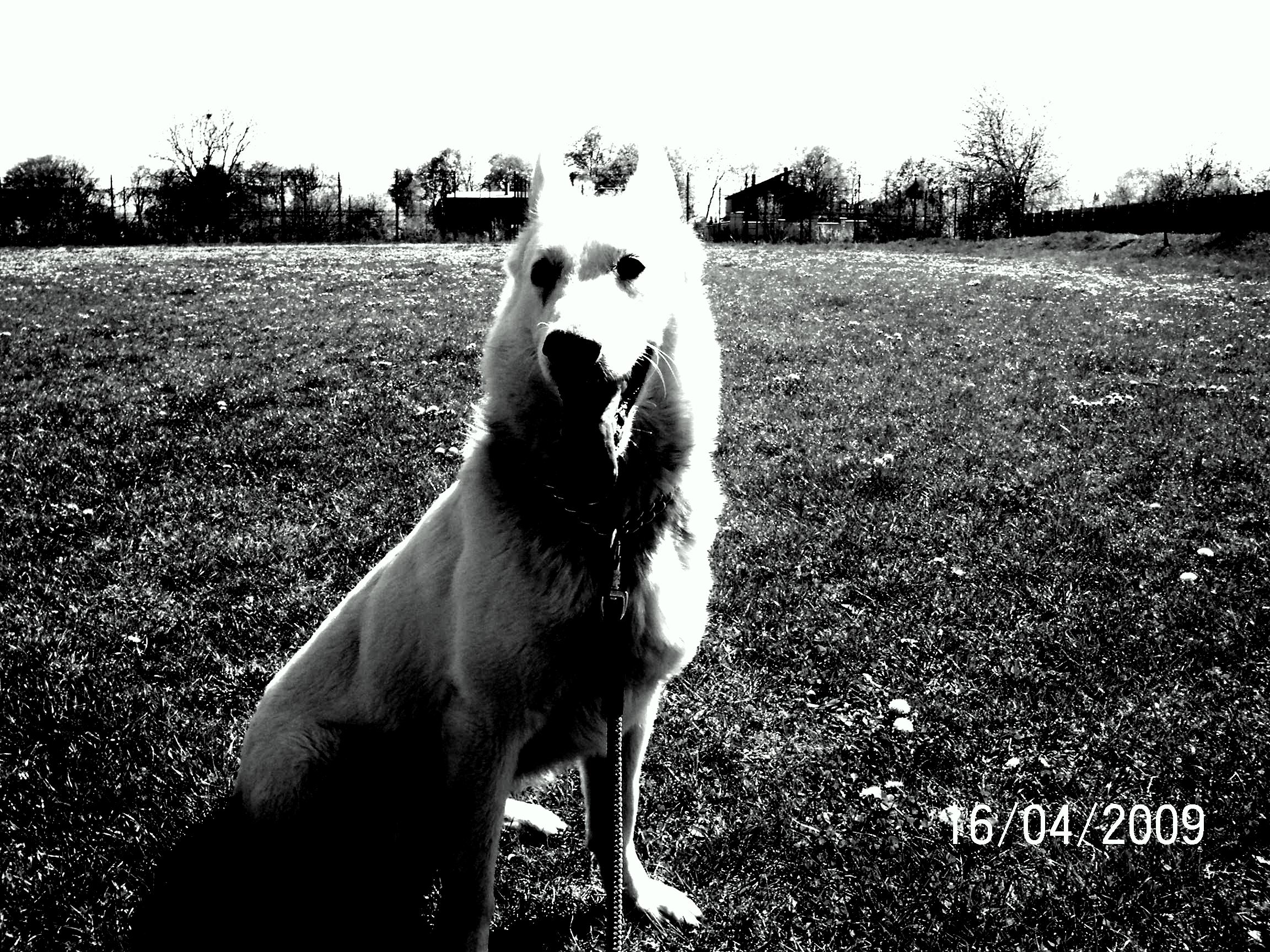 Orinka