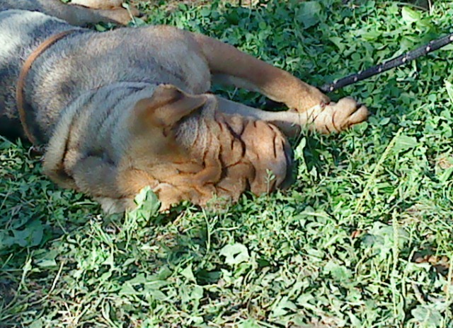 DSC00452.JPG