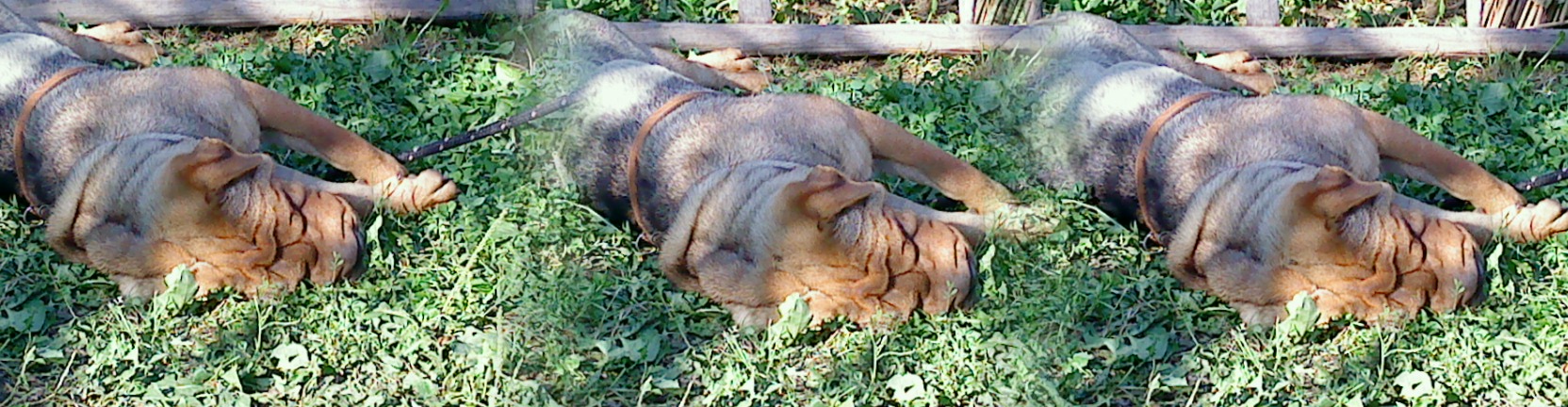DSC00453.JPG