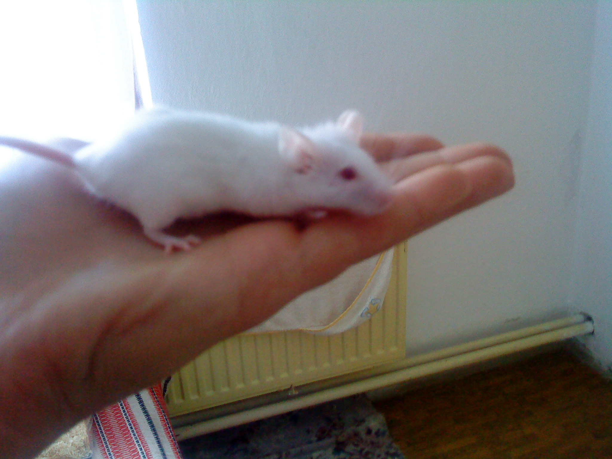 milinka.JPG
