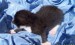 mf_276811135_4fafda4027f74ac2d00019fc0520447a.jpg